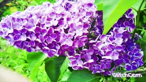 bumblebee  lover flowers  ️, любимые цветы шмелей ВЕСНА