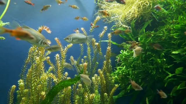 Красивая музыка | Релакс | Медитация | Для души | Beautiful relaxing music смотреть онлайн