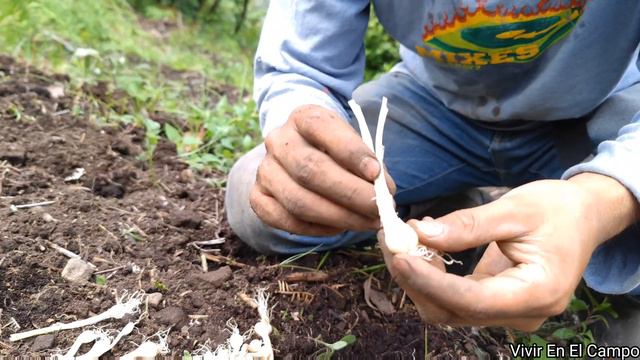 Regreso al campo después de varios días enfermo   Sembré cebollín.