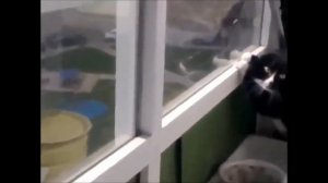 Кот говорит - ой гули, гули!