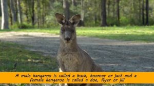 Kangaroo Facts for Kids | Interesting Educational Video about Kangaroos for Children | Fun Facts