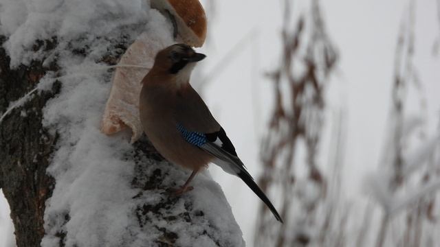 сойка ест сало, наблюдение птиц в Великом Новгороде, 9 декабря 2023