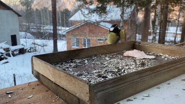 Синица объелась сала , что хотела остаться ночевать! смотреть онлайн