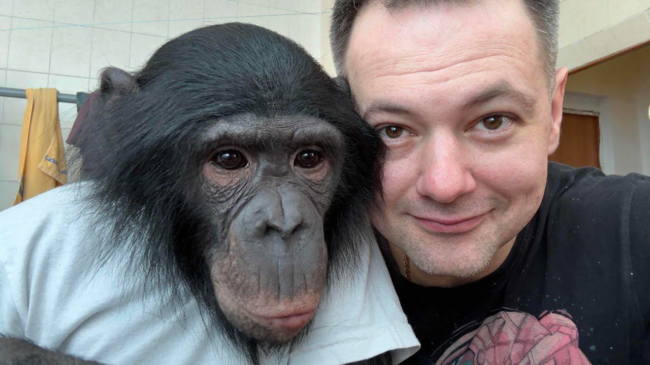 ВЕЧЕРНИЙ СТРИМ с ШИМПАНЗЕ БОНЕЙ и ДАНОМ ЗАПАШНЫМ 28.02.2024 смотреть онлайн