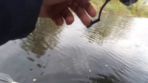 Этот воблер снова удивляет . Твичинг крупных воблеров минноу в Октябре.