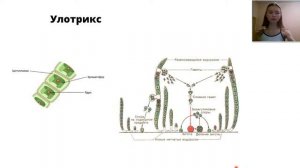 ВОДОРОСЛИ | Вся теория для ЕГЭ и ОГЭ | Биология водоросли |