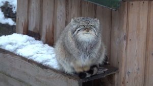 Манул Ева греет лапки на хвосте. 13.11.2022