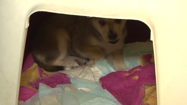 Неделя защиты животных. Позаботимся о братьях наших меньших смотреть онлайн