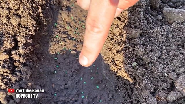 У такий спосіб можна сіяти моркву навіть у травні! Швидко росте та дає великий урожай