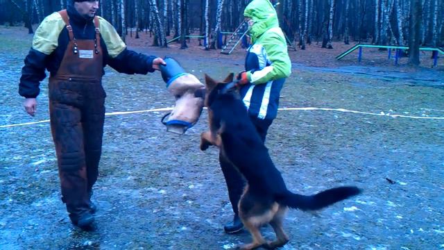Велесич Байкал, дрессировка, лобовая атака смотреть онлайн