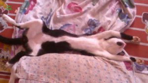 кошки смешно спят -январь 2014г.