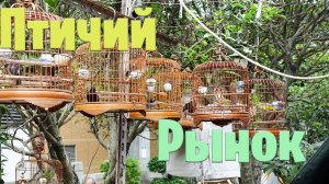 Птичий рынок: экзотические звери на улицах Харбина