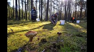 Окружающий мир 2 класс, Перспектива, с.86-89, тема урока «Грибы»