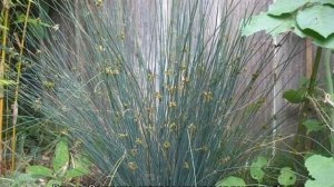 Ситник развесистый — уход в домашних условиях