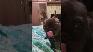 Воспаление параанальной железы у собаки