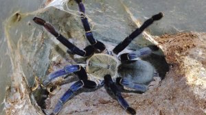 Синий паук птицеед. Попытка разведения Cyriopagopus lividus (Haplopelma lividum).