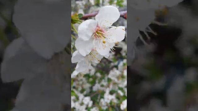 Цветение вишни. Село Паньшино Ульяновская область