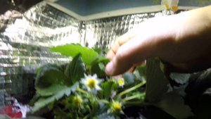 Клубника зимой вторая волна Елизавета