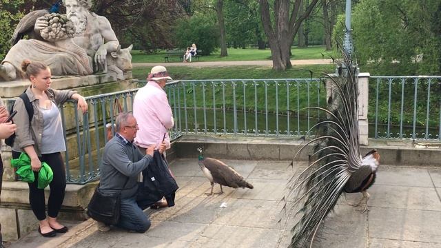 Самка павлина предпочитает еду смотреть онлайн