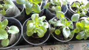 ВИОЛА ИЛИ АНЮТИНЫ ГЛАЗКИ ОТ МОМЕНТА ПОСЕВА И ДО ЦВЕТЕНИЯ В ОТКРЫТОМ ГРУНТЕ.