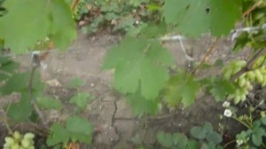 Сорт винограда Артек.