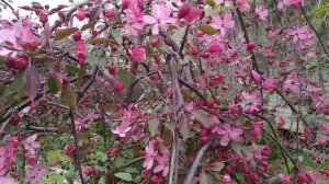 Моя цветущая яблоня Роял Бьюти (Royal Beauty)