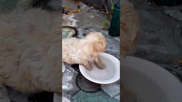 Русская цветная болонка питомник Lovely Guys смотреть онлайн