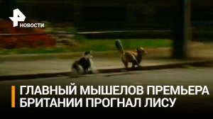Кот Ларри с Даунинг-стрит отогнал лису от резиденции Лиз Трасс / РЕН Новости