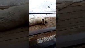 Загрыз Алабая (САО) бой века