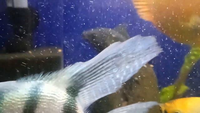 Пиранья в общем аквариуме, мальки?гнездо?? смотреть онлайн