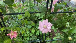 [Clematis] Little Mermaid at my side garden