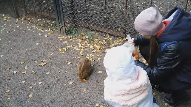 Олень скидывает рога / Приморский парк Победы на Крестовском острове / Зоопарк Им. Чебурашки смотреть онлайн