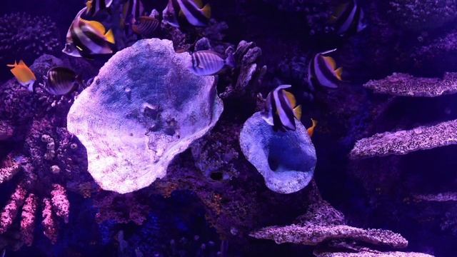 МУДРОСТЬ и ИРОНИЯ в Цитатах и Афоризмах: Остроумные Высказывания. смотреть онлайн