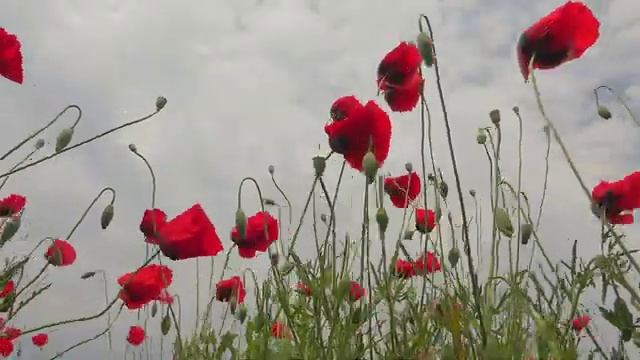 лучшая музыка? поможет снять усталость от стресса? успокоит нервную систему смотреть онлайн