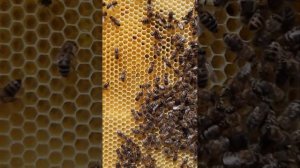 Тест 2 - сравнение вощин Пятигорская и Магас