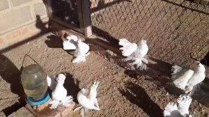 статные голуби от Владимира Юркина,Россия г Новоминская(Каневский Район)Stately tauben pigeons!!!