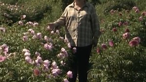 Пион уклоняющийся, аномалия. Марьин корень