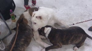 Минибуль vs азиата))