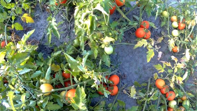 1000кг с 1-ой сотки томат помидор асвон f1 смотреть онлайн