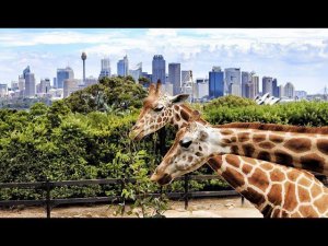 Экскурсия Dubai Safari Park (Дубайский сафари-парк)