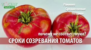 Почему сроки созревания томатов не соответствуют указанным