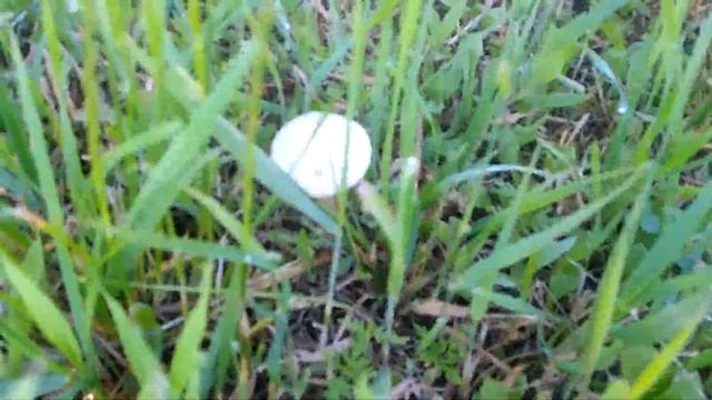 Опёнок луговой и подосиновик смотреть онлайн