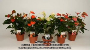 Болезни антуриума, антуриум не растет — что делать?