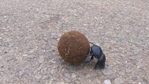 Жук-навозник