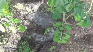 Томаты, 10 дней после посадки в теплицу. Что нужно сделать. Полив, мульчирование, подкормка.