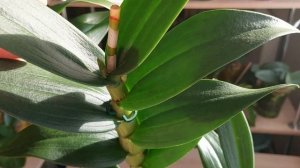 Как добиться домашнего цветения орхидеи Дендрофаленопсис. Какие условия нужно создать...