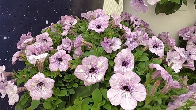 NEW for 2021: Additions to the Sky Family of Petunias смотреть онлайн