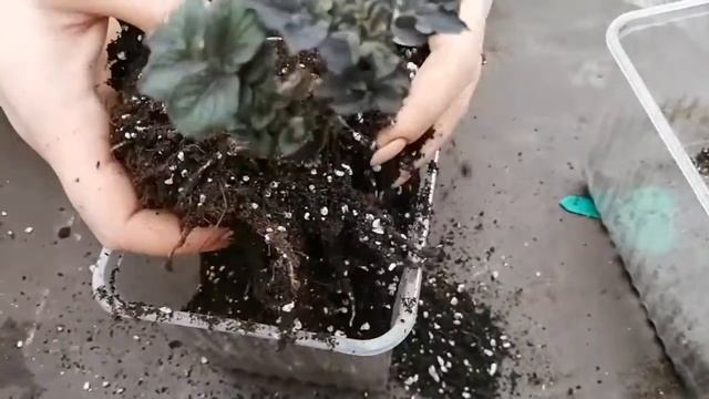 Как размножить картофель на посадку?