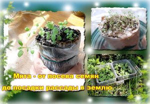 ✅? Мята - от посева семян до высадки в землю