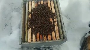 Зимовка пчёл на воле март 2021.